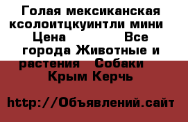 Голая мексиканская ксолоитцкуинтли мини › Цена ­ 20 000 - Все города Животные и растения » Собаки   . Крым,Керчь